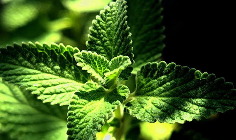 „Pauza? Előbb fizesd ki a hitelt!” – Egy budapesti lakás árnyékában