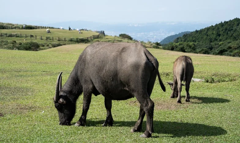 Végrendelet az Árnyékban: Egy Család Igazsága és Az Örökség