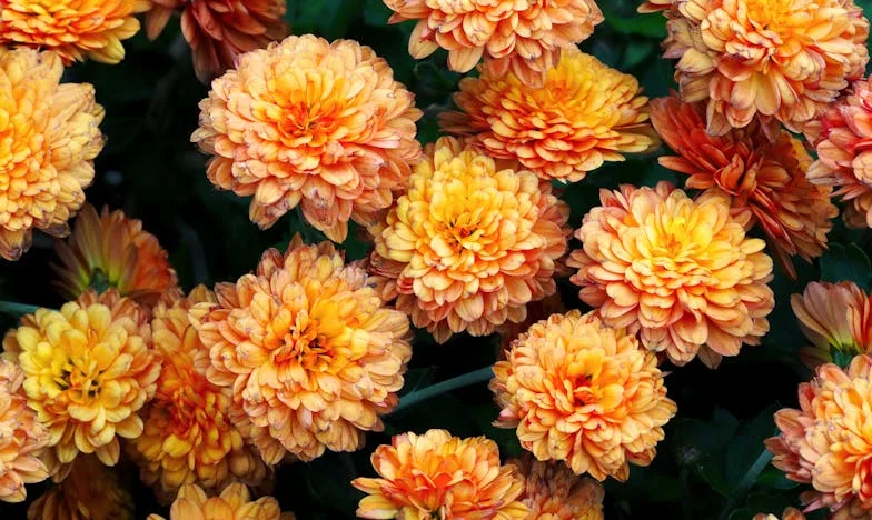 Virágok a múltból: Egy tanítónő esküvője és a gyermekkori sebek