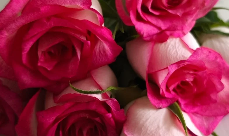 A testvérem árulása: Egy álomház ára