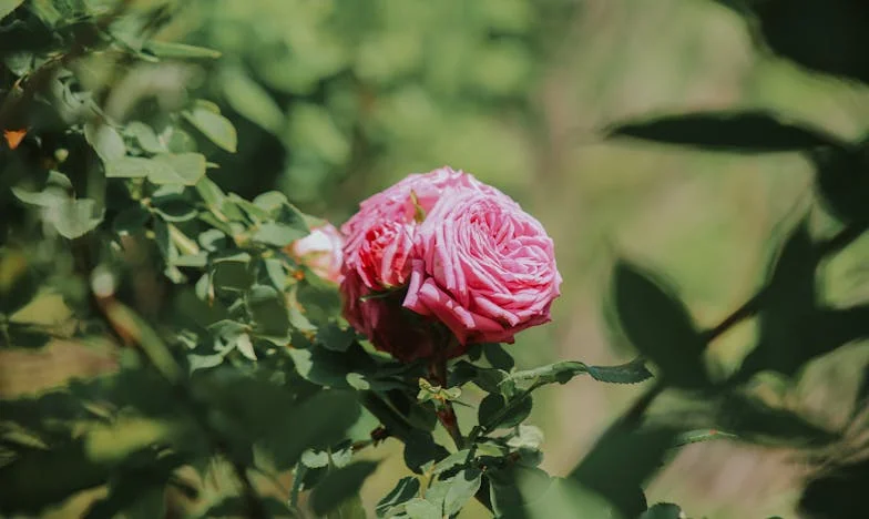 Amikor az anyósom majdnem tönkretette a családomat: Egy anya bátorsága, hogy szembeszálljon a saját vérrel