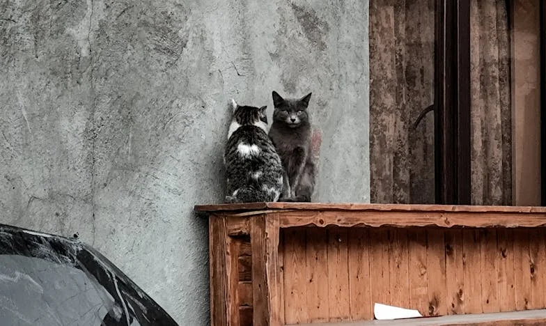 Amikor egy anya szíve megszakad: Fiam titka és a kimondatlan igazság