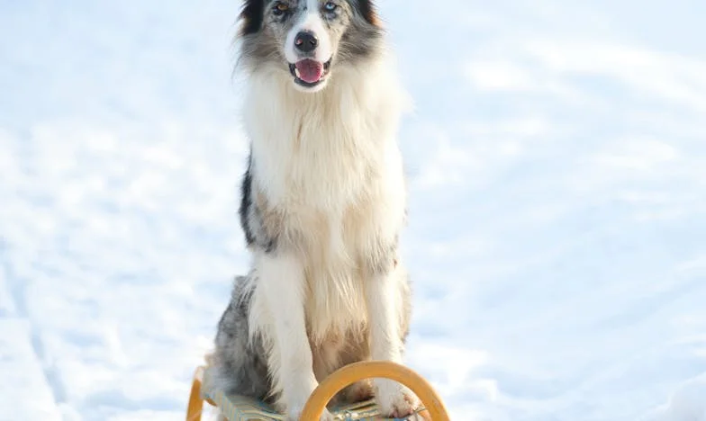 Anyósnak lenni Budapesten: Egy lakáscsere ára