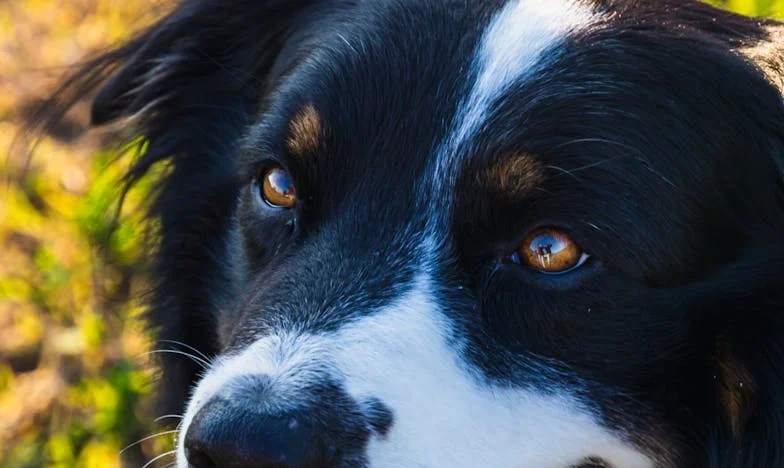 Anyósom árnyékában: Egy álomnyaralás rémálommá válik