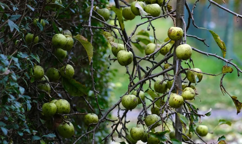 Az első vacsora a leendő anyósomnál: Egy este, ami mindent megváltoztatott