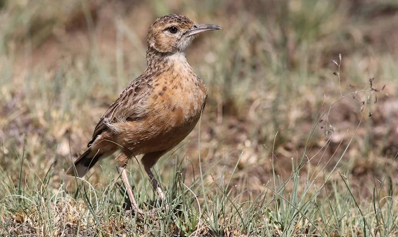 Csend közöttünk: Egy anya vallomása a hűség és az igazság között