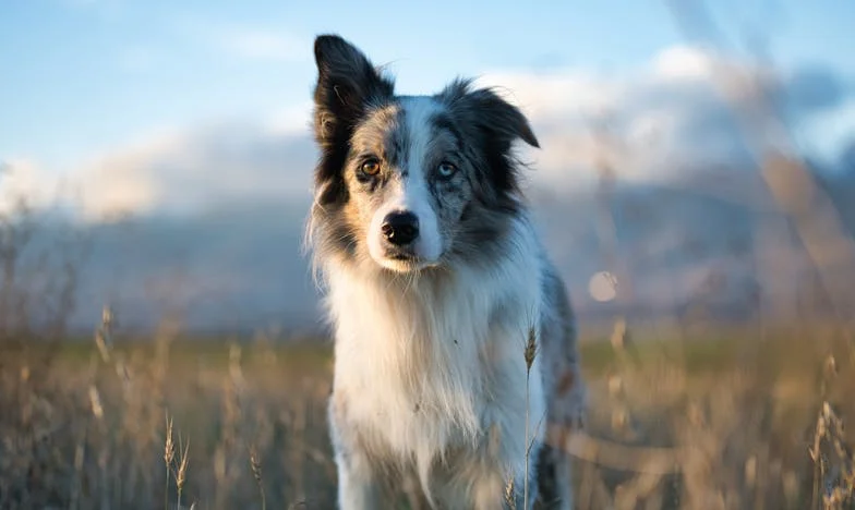 Két tűz között: Egy magyar család igazságtalanságának története