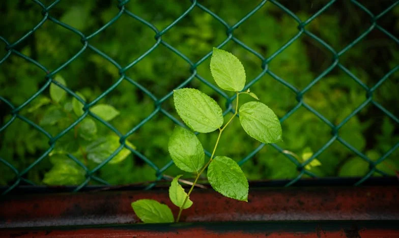 Két világ között: Egy magyar nagymama harca az unokájáért