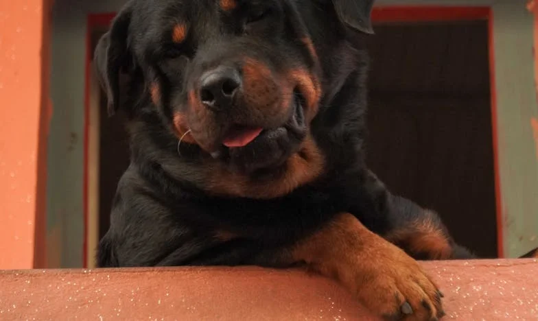 Miért nem akar a lányom gondoskodni az anyjáról? Egy család szétszakadásának története