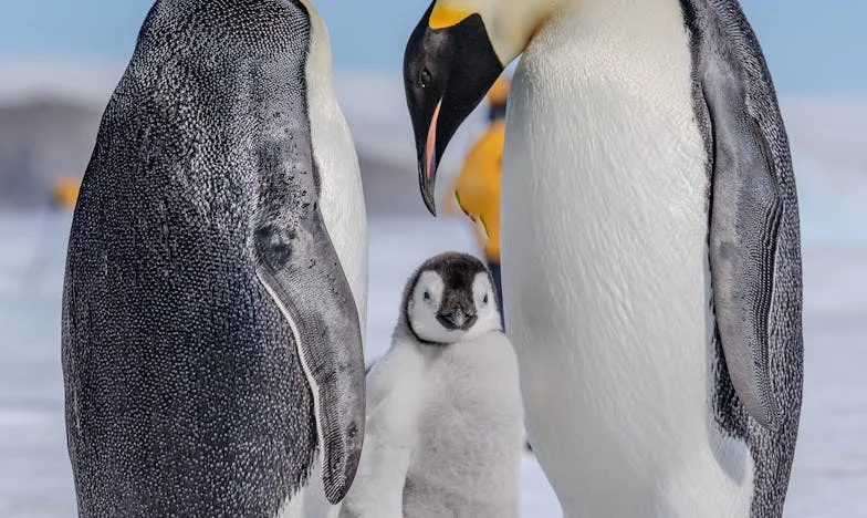 Amikor a férjem elutazott, az anyósom kidobott a lakásból – Egy magyar történet árulásról és önmagam kereséséről