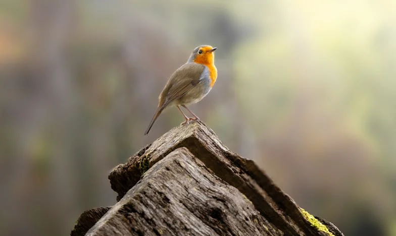 Amikor a Szív Dacol a Világgal: Történetem Annával