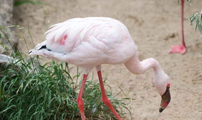 Az Álarc Lehull: Hogyan Hazudott a Sógornőm a Terhességéről, hogy Ne Kelljen Dolgoznia