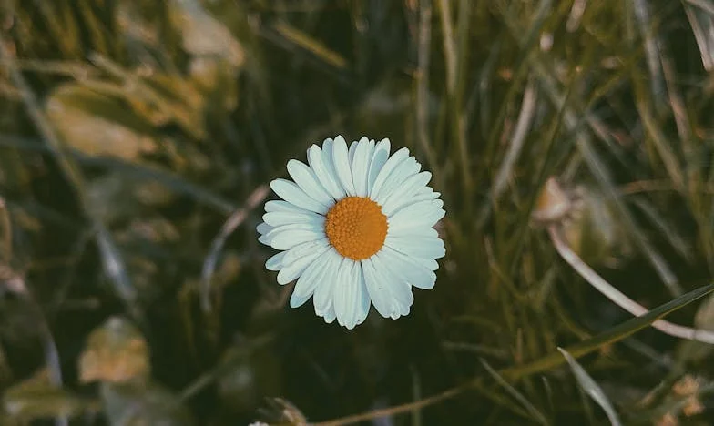 Az anyós árnyékában – Harcom a szabadságért és a békéért a válás után