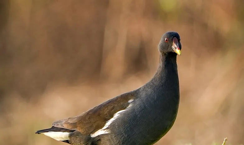 Az éhes szomszéd kislány – Egy gyerekkori emlék, ami nem hagy nyugodni