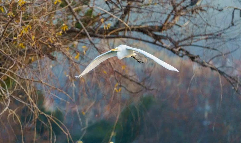 Tíz lány után: Egy magyar anya reményei és csalódásai