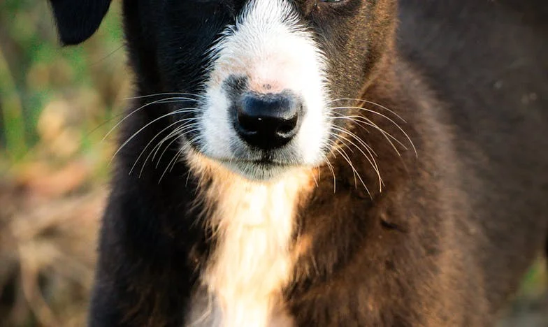 A bizalom, ami majdnem megölt: Egy keverék kutya és a családi árulás igaz története Budapesten