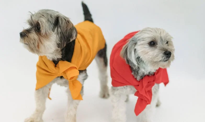 A bizalom árnyékában: Egy barna keverék kutya és az én történetem a szegedi panelből