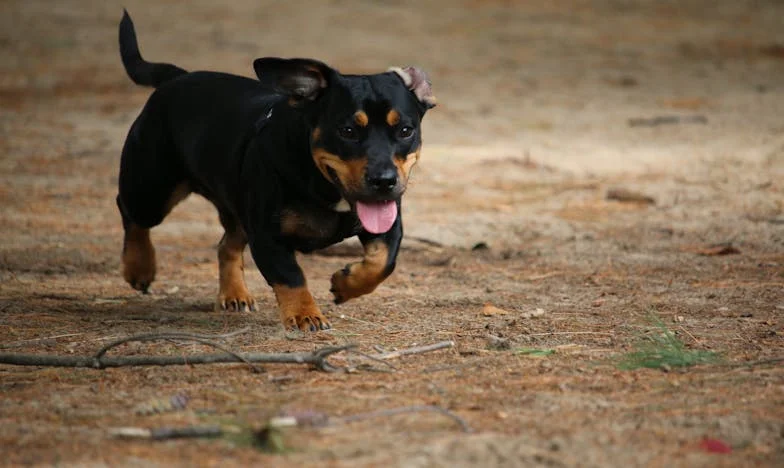A hűség ára: Egy családi grillparti, ahol semmi sem maradt titokban