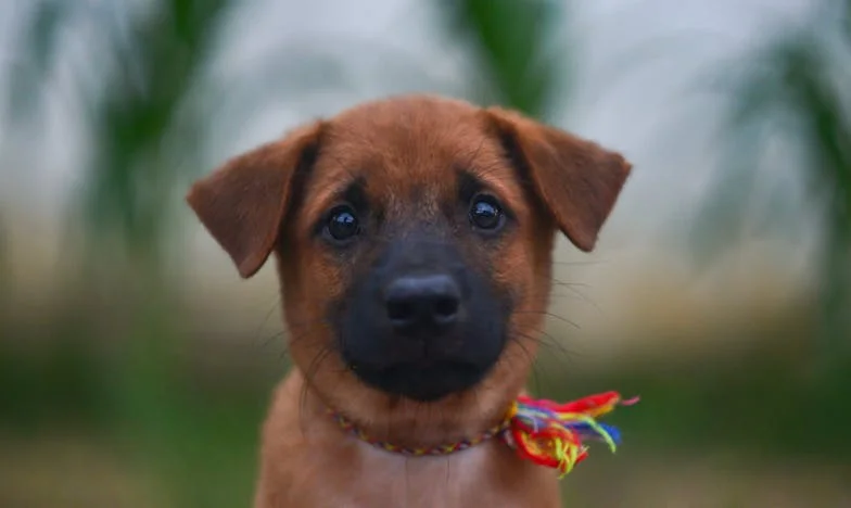 „A kiskutyám miatt maradtam életben, amikor a válás után minden bezáródott körülöttem” – Egy panelházból indult történetem