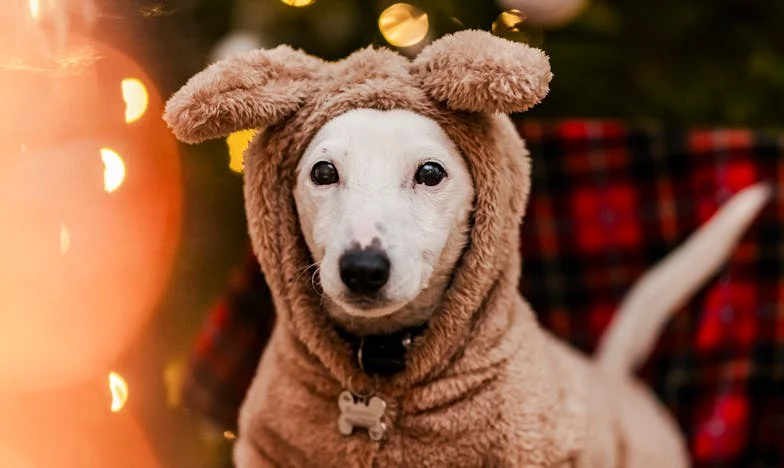 A pendrive a virsliben – Egy hétköznapi reggel, ami mindent megváltoztatott