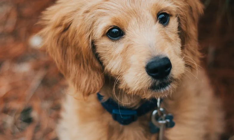 „A sárban találtam rá, véres volt a mancsa – És ezzel örökre megváltozott a viszonyom apámmal” – Egy pesti panelban, családi sebek között