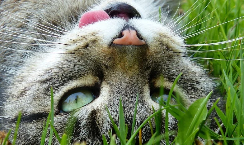 A vizes, sáros bundája alatt ott dobogott a szívem: Egy kutya, aki megtanított újra bízni