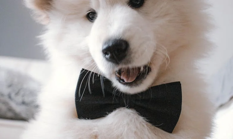 „Ablakban várt rám – Hogyan egy kóbor kutya tanított meg újra hinni az emberekben”