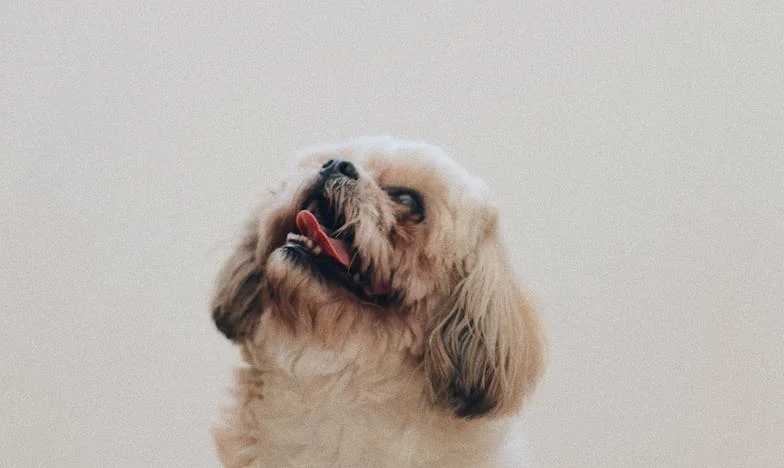 Amikor a bundája véres lett: A kutya, aki kihúzott a sötétségből, mikor már lemondtam magamról