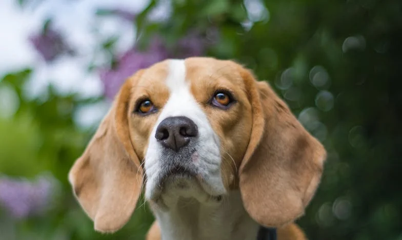 Amikor a kutya maradt mellettem, mikor mindenki más bezárta az ajtót – Egy vasárnap, ami mindent megváltoztatott