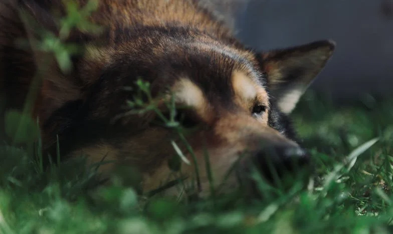 Amikor Bodri megmentette a házasságomat: Egy elengedés fájdalmas leckéi