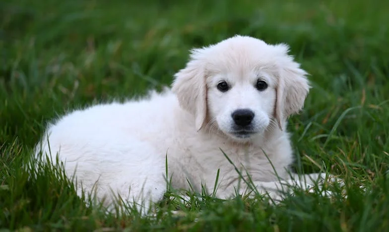 Amikor Csak Egy Mutt Volt, De Mégis Mindent Megváltoztatott: Éva és a Panelház Árnyékában