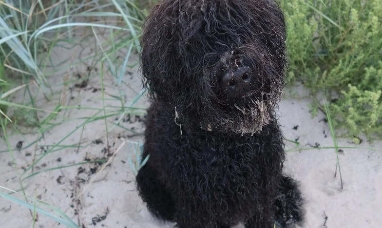 Amikor egy kóbor kutya tanított meg nemet mondani – A panelház ötödik emeletén