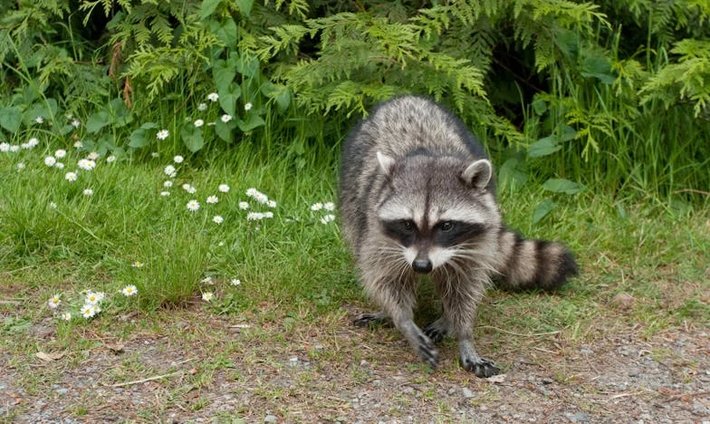 Amikor egy tacskó miatt újra beszéltem anyámmal – Egy panelházban eltemetett magány és egy kutya szívverése