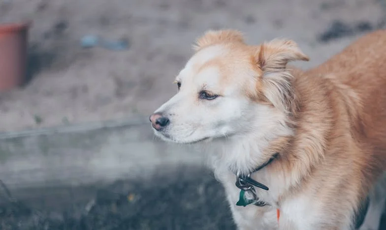 Amikor Frici belépett az életembe: Hogyan fordította meg egy kóbor kutya az életem Pécs panelházában
