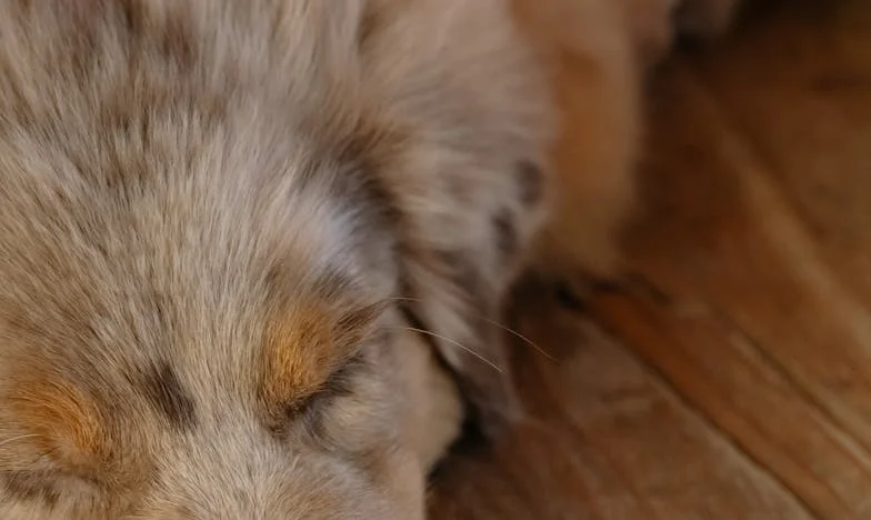 Amikor Jázmin vére végigcsorgott a panelház lépcsőjén – és én ott voltam