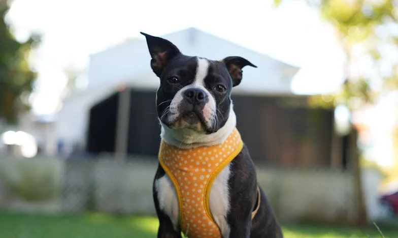 Az a kutya, aki miatt nem mondtam le önmagamról – Egy budapesti lakásból Debrecenbe vezető út (vagy mégsem?)