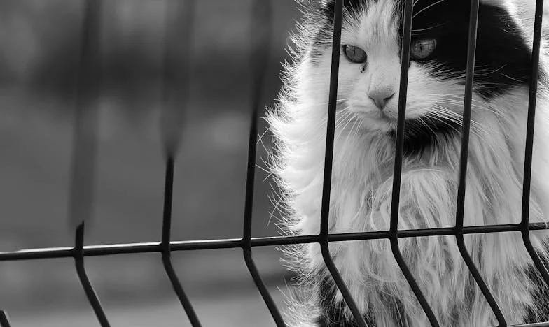 Az én kis hősöm az árnyékban: Egy éjszaka, ami mindent megváltoztatott