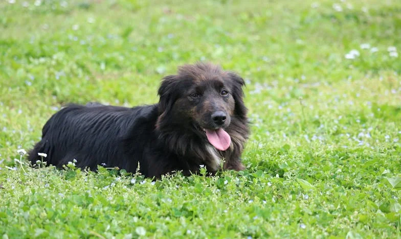 Egy hűséges mongrel, aki megmentett a saját múltamtól – és segített újra bízni az emberekben