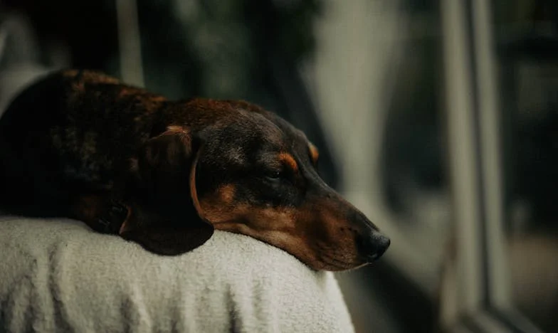 Egy kutya a panelban – Minden megváltozott, amikor Frici belépett az életembe