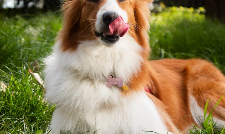 Egy kutya miatt zártam be magam a panelba — de nélküle talán már nem lennék itt