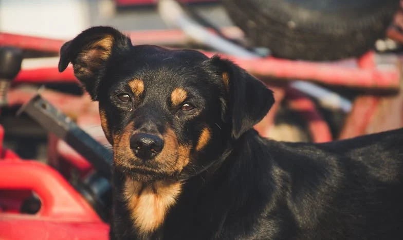 Egy kutya segített újra bízni – de el kellett engednem őt, hogy túléljek
