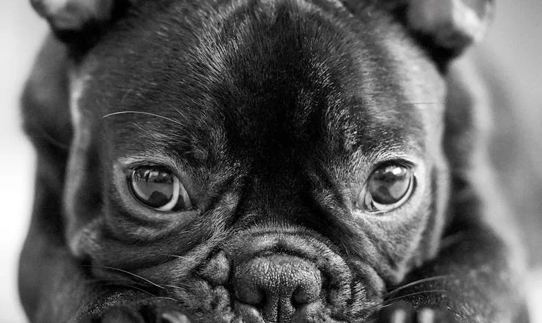 Egy mongrel, aki kimentett a vádak tengeréből – és visszavezetett önmagamhoz