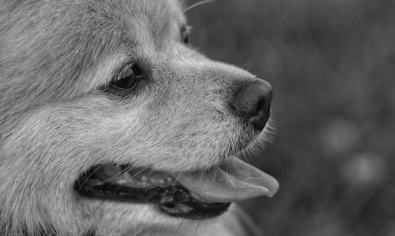 Egy szőrtelen keverék, egy panelház és az éjszaka hidege: Hogyan tanultam újra bízni egy kutyában, amikor már magamban sem hittem