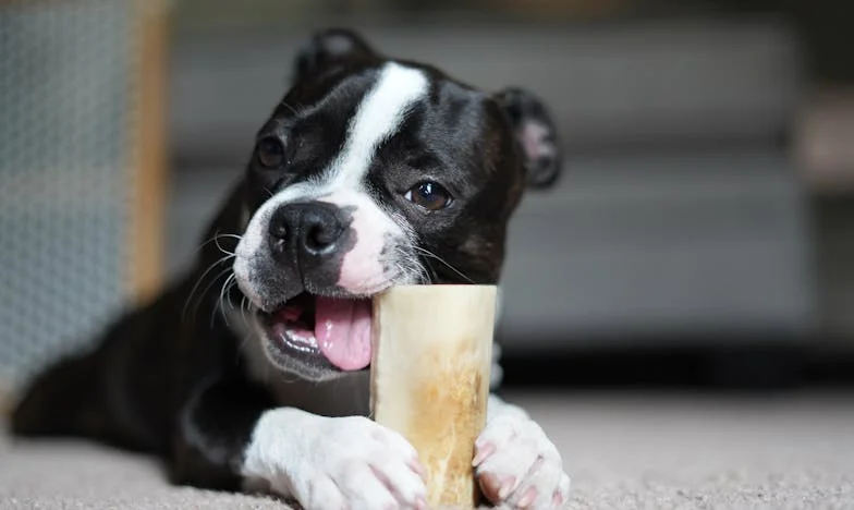 Kicsi, sáros tappancsaival berohant a panelház lépcsőházába, vércseppeket húzva maga után — és én, egyedül, csak néztem, ahogy eltűnik a sötét sarokban.