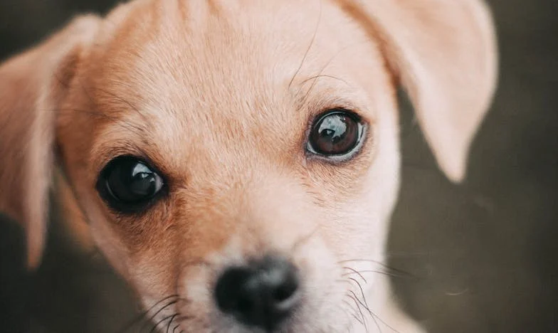 Kötelesség és szeretet között: Egy magyar nővér vallomása