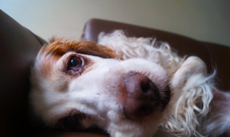 Minden reggel azzal kezdődött, hogy Mancit ki kellett húznom a panelház lépcsőházából – rettegtem, hogy vérnyom nyomát hagyjuk magunk után