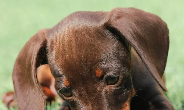 Morzsa az ajtó előtt: Egy lakótelepi válás, egy kutya, és amit ma másképp látok