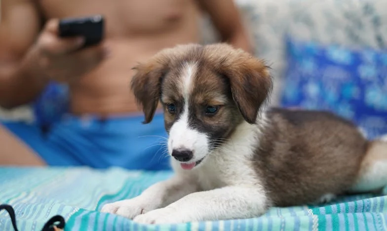 Vasárnap délután véres mancsnyomok a lakótelepen – Hogyan mentett ki egy kutya a családi árulás mocsarából
