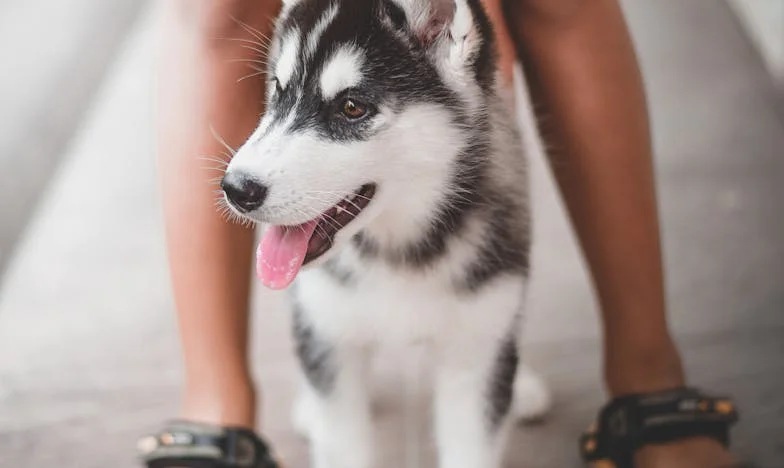 Vér a mancsán, vér a szívemben: Hogyan mentett meg egy panelkutyus a kiüresedéstől