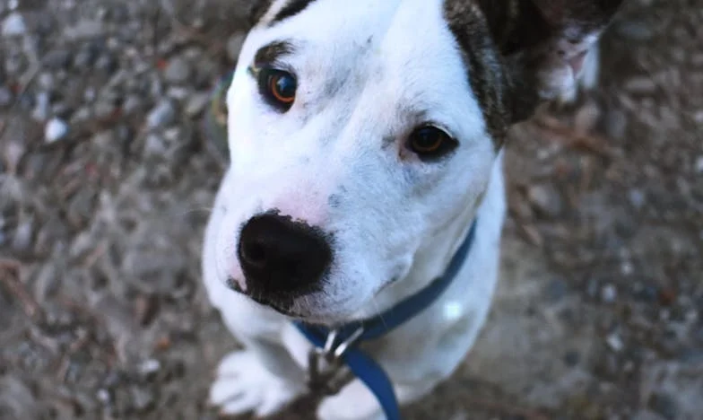 Véres mancsnyomok a panelház folyosóján: Hogyan lett Ropi, a vakarék, a családom utolsó esélye